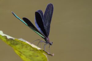 アフェリエイトブログを始めるための成功の秘訣は？