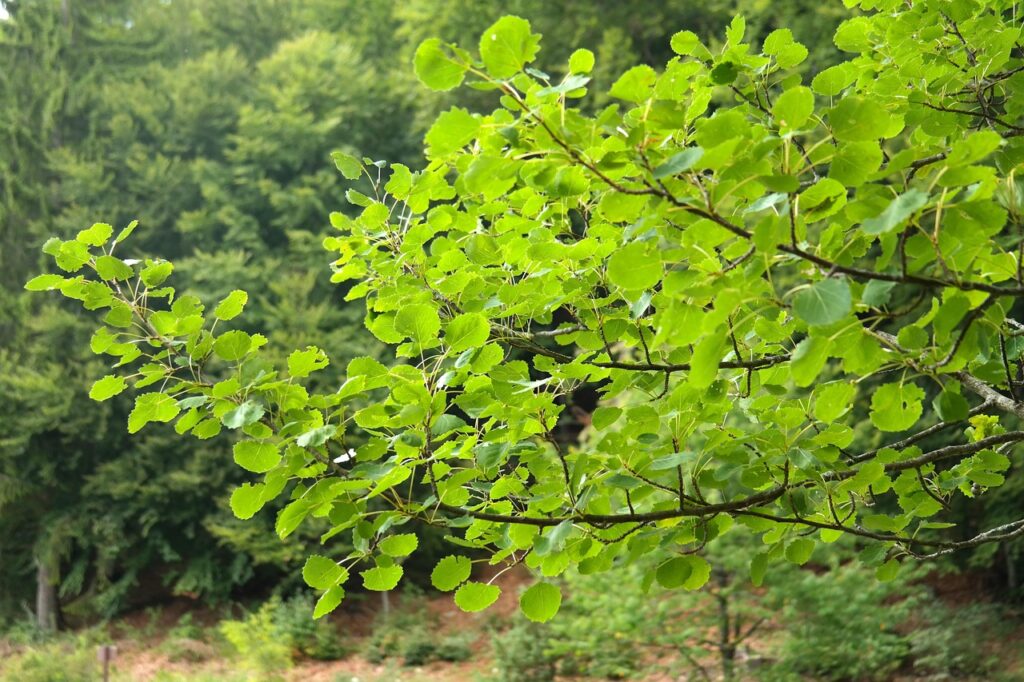 ブログ初心者におすすめのASPはどれですか？